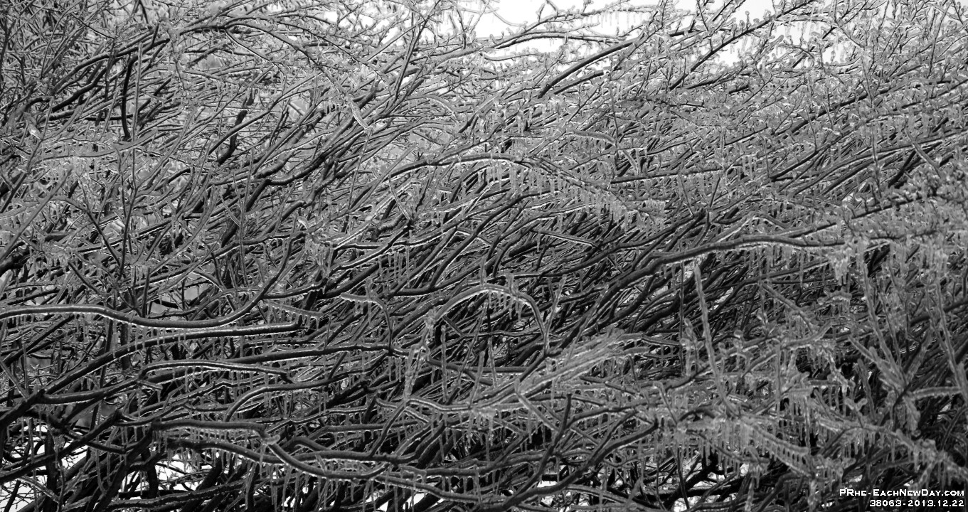 38063CrBwLe - Aftermath of the Ice Storm (Death of a Maple)